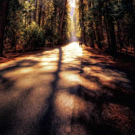 Pathway through forest